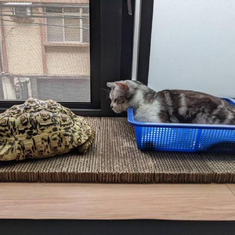 Meet Alfie Alfie Github - Beautiful 4K Ocean Illustrations | Free Download