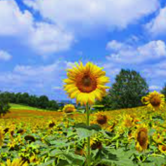 Sunflower Max Github - Best Gradient Pictures in Full HD