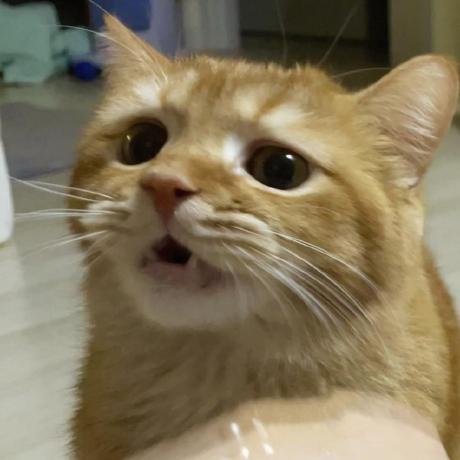 Blairchief Blair Github - Elegant Mountain Art - 4K