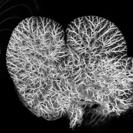 Ochudhocham Ochudho Cham Github - Premium Gradient Image Gallery - Full HD