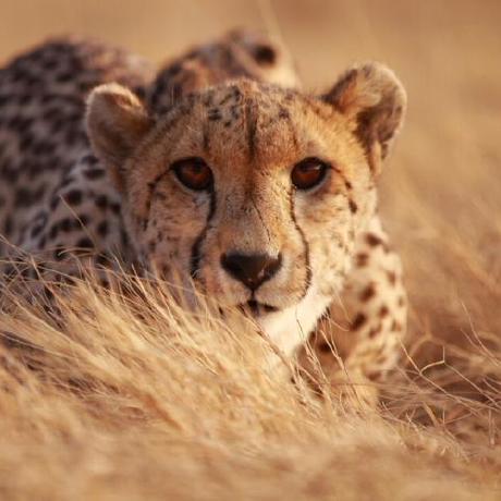 Babovic Tomislav Github - Download Classic Gradient Design | HD