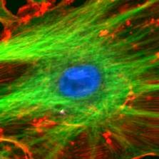 Image Science Laboratory Github - Download Artistic Vintage Illustration | HD