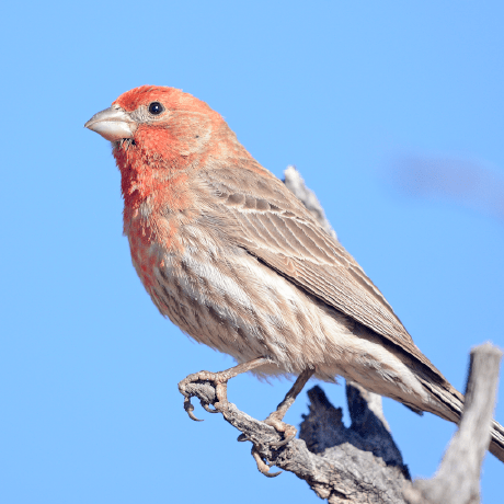 Ornithor Github - Premium Gradient Background Gallery - Full HD