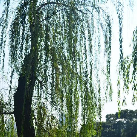 H Aunt Haunt Github - Desktop Mountain Arts for Desktop