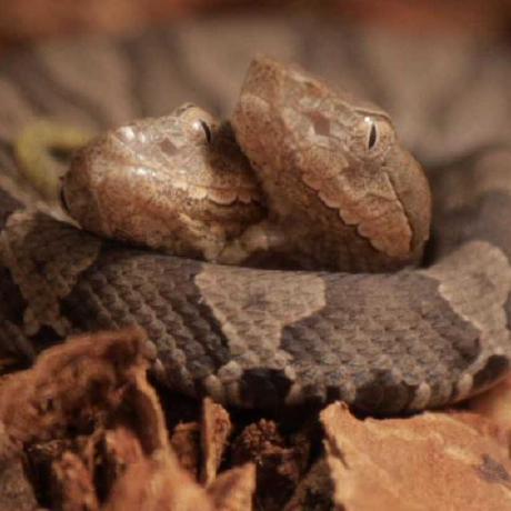 Copperhead Github - Beautiful Light Texture - Desktop