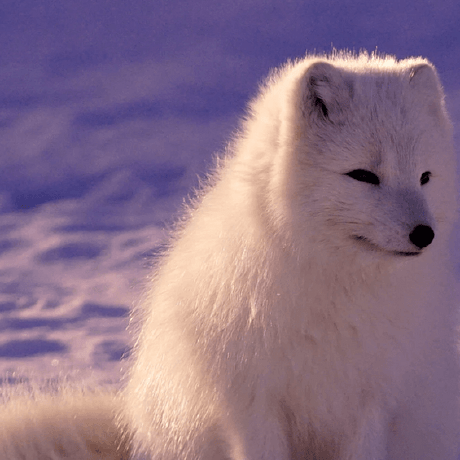 Pattonyin Patton Github - Premium Abstract Illustration Gallery - 8K