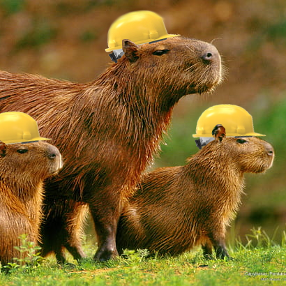 Github Cappystone Capybaraserver Engineering Rodents In The Cloud - Ultra HD Desktop Landscape Backgrounds | Free Download