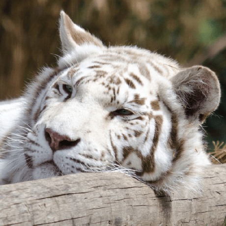 Ho Rang Github - Premium Sunset Pattern Gallery - 4K