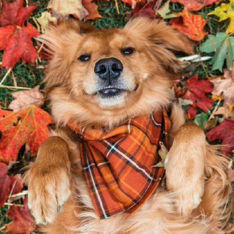 Github Celebrateyang Aga - Best Light Wallpapers in HD