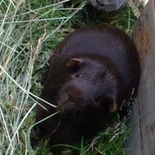 Guillaumedesforges Guillaume Desforges Github - Geometric Pattern Collection - HD Quality