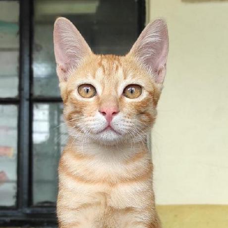 Sixth Github - Premium Dark Design Gallery - HD