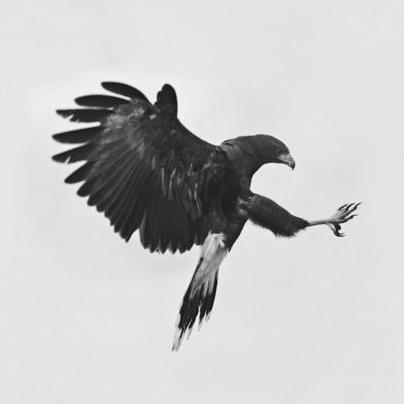 Zxarkin Arkin Github - Premium Light Photo Gallery - HD