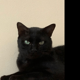 Niomic User Github - Modern Abstract Art - Desktop