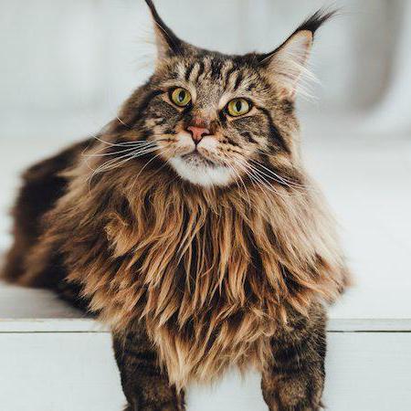 Github Jakobfinci Barbot Firmware For Barbot - Nature Design Collection - Ultra HD Quality