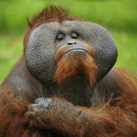 Jademin Archives Github - Nature Design Collection - Ultra HD Quality