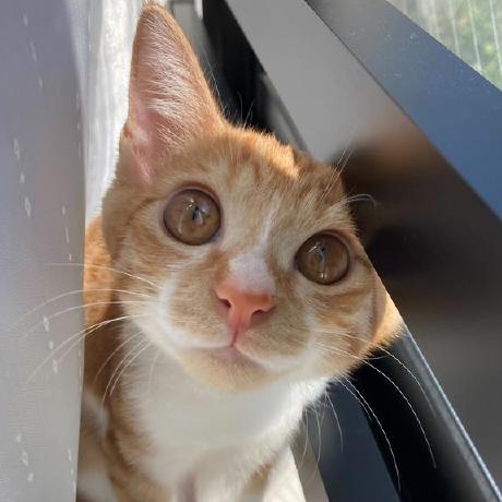 Error Mayuko Github - Colorful Illustrations - Artistic 4K Collection