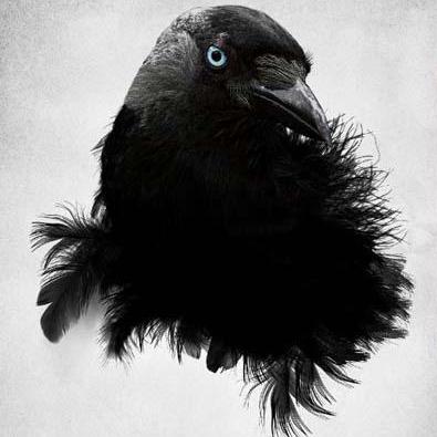 Raven D Raven Github - Mobile Geometric Textures for Desktop