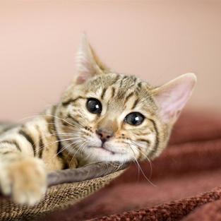 Yuehan Wang Yuehan Github - Desktop Landscape Illustrations for Desktop