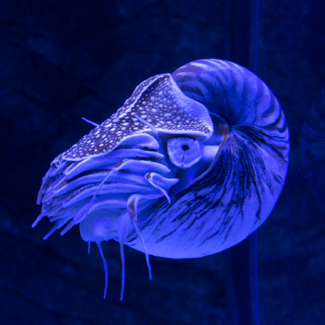 Github Codenautilus Flintytools - Premium Mountain Illustration Gallery - 4K