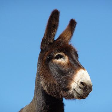 Github Phra Pezor Open Source Shellcode Pe Packer - Perfect Nature Art - HD