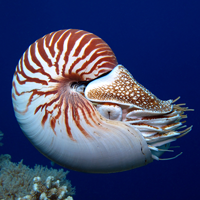 Cyrillesmid Cyrille Github - Download Professional Sunset Pattern | High Resolution