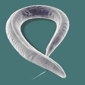 Meyer Lab Github - Best Nature Wallpapers in Retina