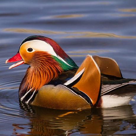 Tan Timothy Timothy Y Tan Github - Premium Geometric Illustration Gallery - Ultra HD