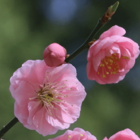 Hunterhug Github - Premium Mountain Illustration Gallery - Desktop