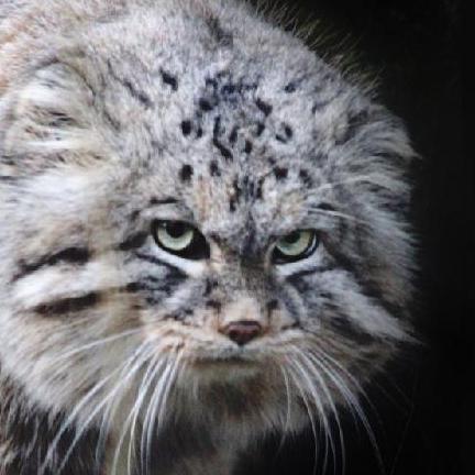 Github Catrovitch Branch Testing - Download High Quality Nature Illustration | 8K