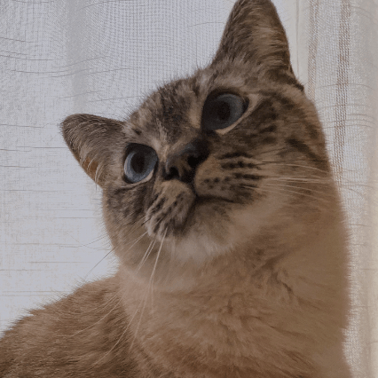 Lepa Yu Github - Best City Wallpapers in Full HD