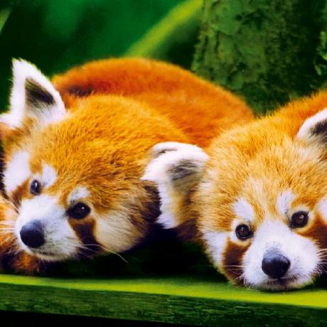 Herman88b Herman Github - Desktop Sunset Pictures for Desktop