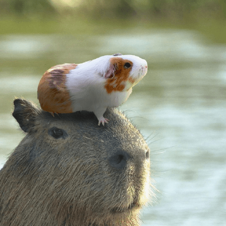 Rasmus Hub Rasmus Github - Colorful Image Collection - Mobile Quality