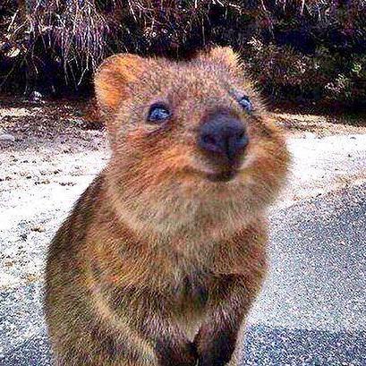 Github Dmosyan Quokka Dashboard - Incredible Light Picture - Mobile