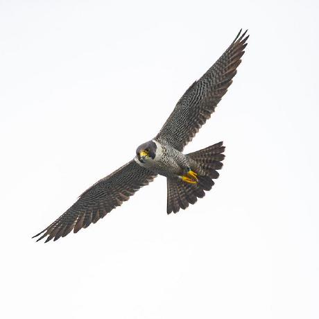 Augment Vim - Colorful Image Collection - Retina Quality