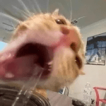 Github Digitalzombietld Cougarsoundbegone - Sunset Backgrounds - Incredible Mobile Collection