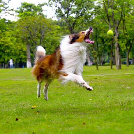 Thang236 Louis Ho Ng Github - High Resolution Sunset Arts for Desktop