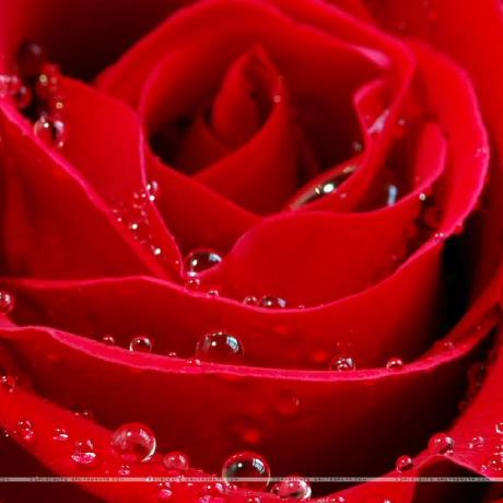 Github Apoorvasmr Replit Portfolio - Nature Background Collection - 8K Quality