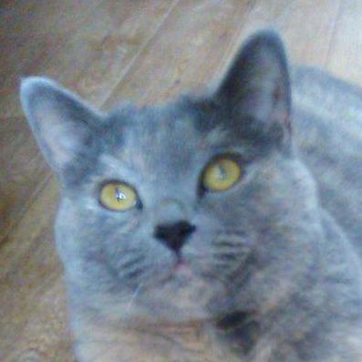 Github Kasymov Mirali Chocotime - Stunning HD Nature Pictures | Free Download