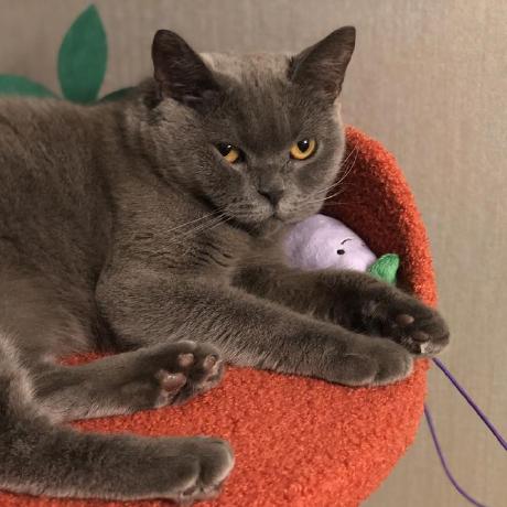 Wenxuanzhu1103 Wenxuan Zhu Github - Landscape Texture Collection - Desktop Quality