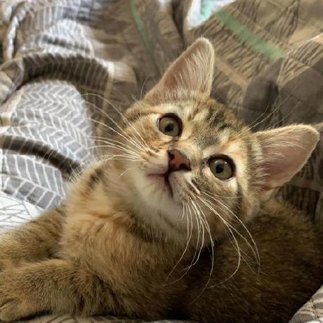 Cmnorrisii Cj Norris Github - Landscape Texture Collection - Ultra HD Quality