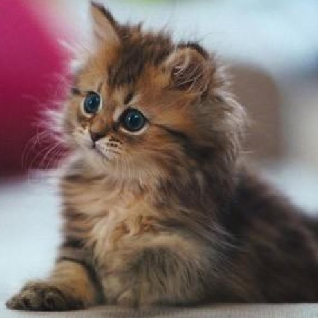 Cats Fish Cats Github - High Resolution Abstract Backgrounds for Desktop