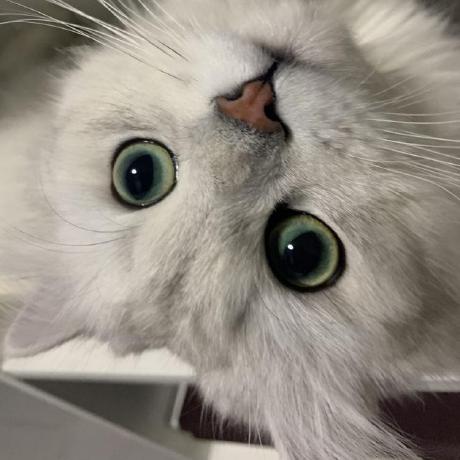 Github Cd Dongzi Gobang - Nature Art Collection - Full HD Quality