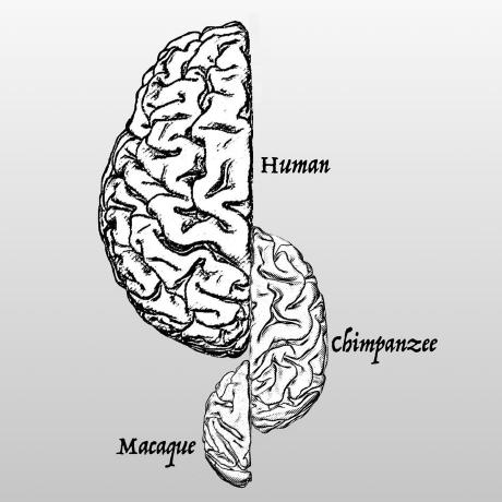 Github Antsxnet Brainextraction Brain Extraction Antsrnet App - Premium Minimal Art Gallery - Desktop