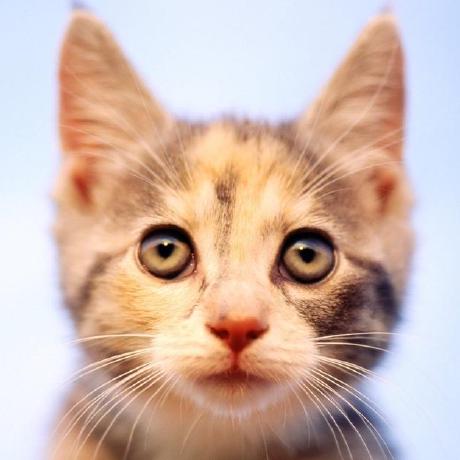 Github Freecats Textviewexpandableanimation Expandable Textview With Smooth Transition Animation - Premium Ocean Image Gallery - Desktop