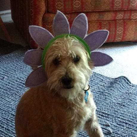 Zouhirdev Zouhir Dev Github - Desktop Minimal Patterns for Desktop