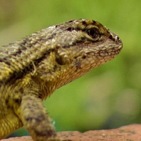 Github Kwschultz Tsunamisquares Tsunami Squares Model For Generating - Mountain Illustrations - Gorgeous High Resolution Collection