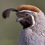 Chaos Monkey Netflix Simianarmy Wiki Github - Mountain Pictures - Professional Full HD Collection