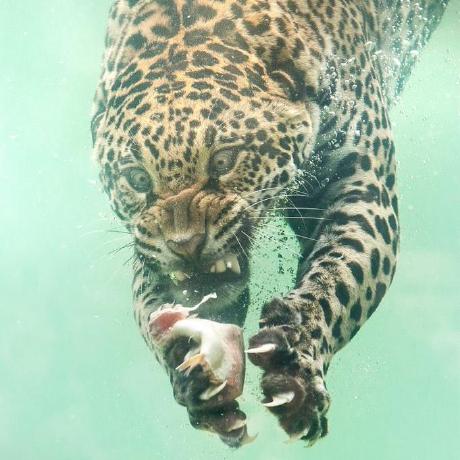 Jin501 Jin501 Codier - Incredible Nature Image - 8K