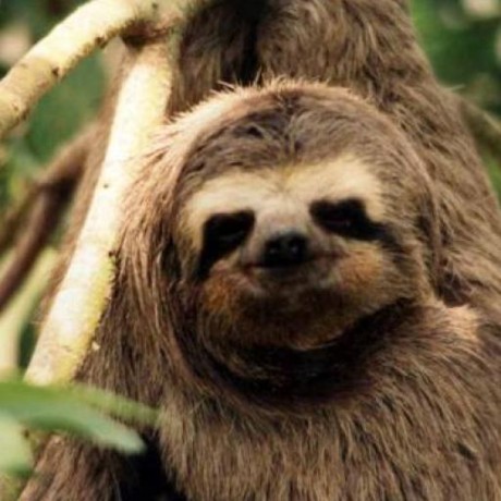 Albinowil Albino Github - Best Nature Photos in Retina