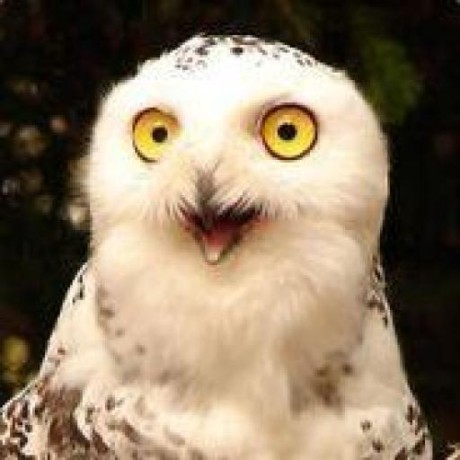 Cr Owl Github - Vintage Background Collection - Retina Quality